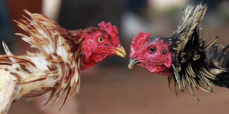 Hệ thống trực tiếp đá gà 789BET chuyên nghiệp